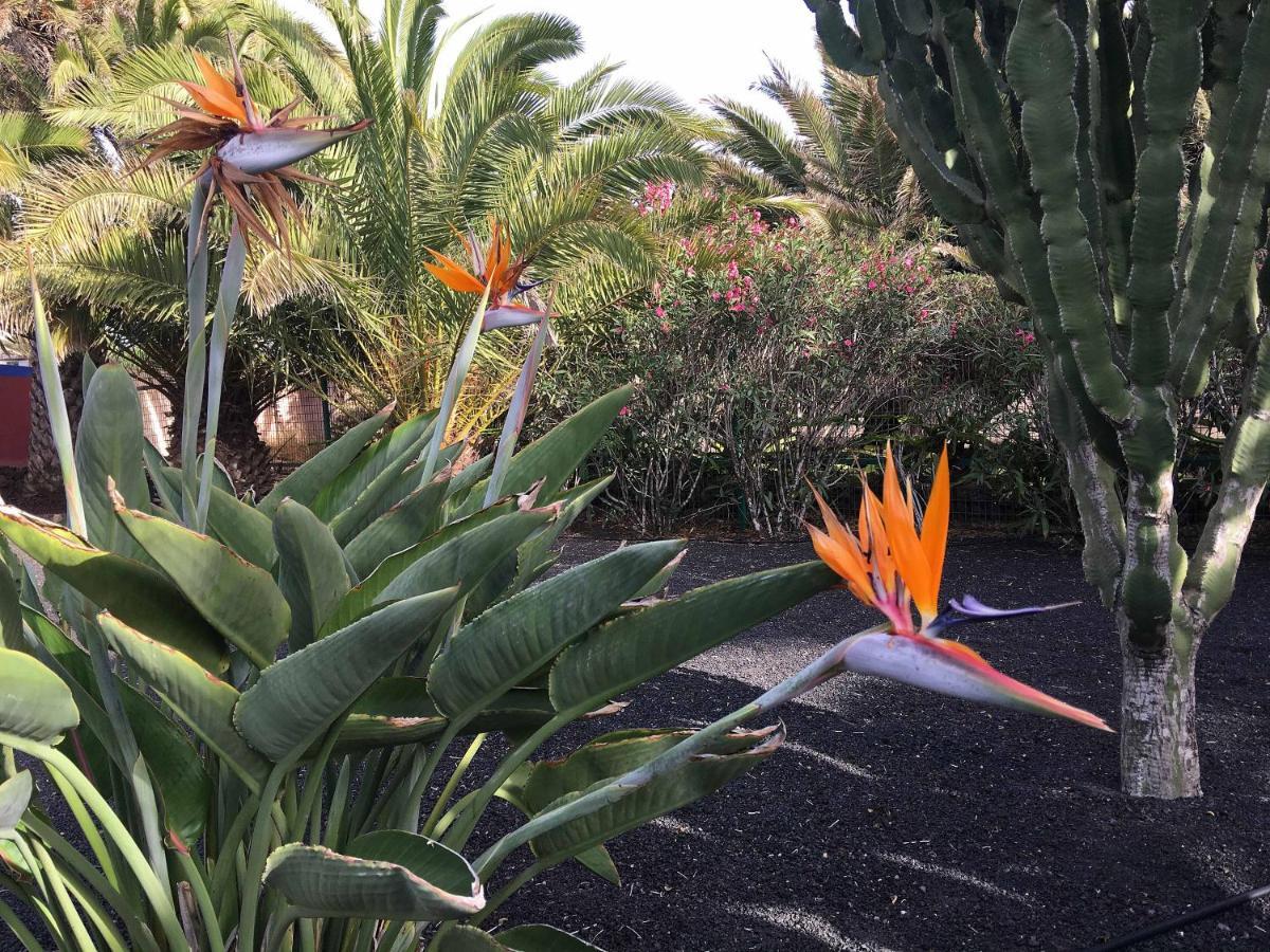 Casa Panama,In Der Finca Mimosa Teguise  Eksteriør billede